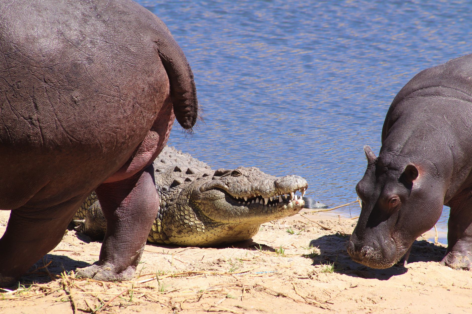 Crocodile Camp