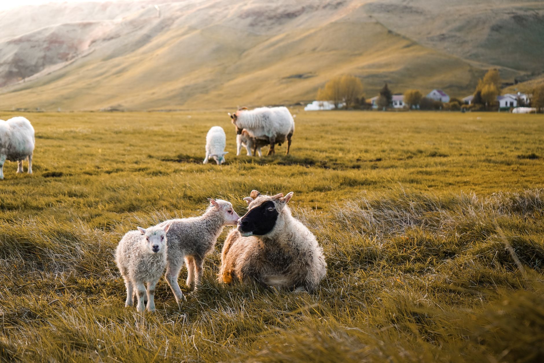 Dill detail