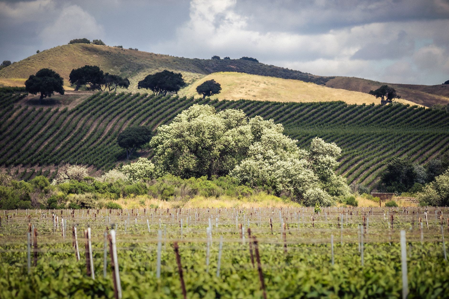 French Laundry detail